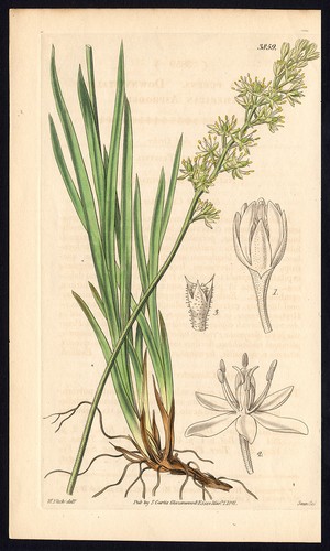 Rare antique botanical - rare,