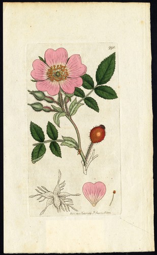 Antique botany print - botany, print-downy
