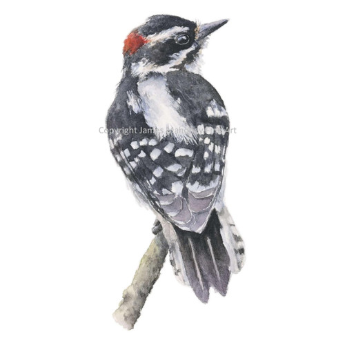 Downy woodpecker - woodpecker, 01