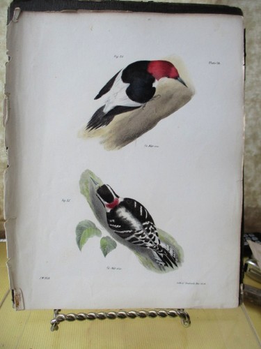 Vintage print - vintage, print,ny